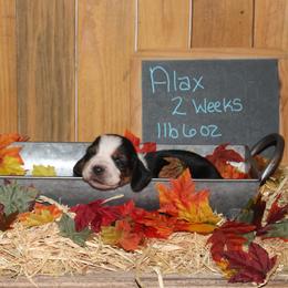 Alax - Black white and brown male Basset Hound puppy in Dover, Arkansas from S&S American Bassets