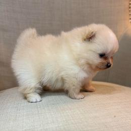 Scarlett - Cream female Pomeranian puppy in Phoenix, Arizona from Luxpomz
