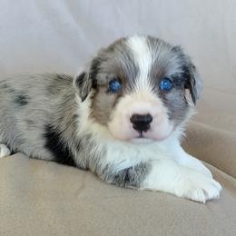 Cardigan Welsh Corgi Puppies from Lucky Puppies