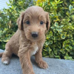Maine - Apricot female Aussiedoodle puppy in Blackfoot, Idaho from Draper Mountain Doodles