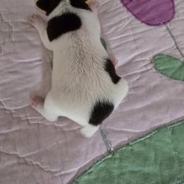 Toy Fox Terrier Puppies from Kitsune