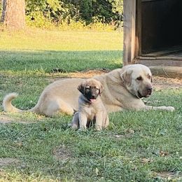 Turbo - Anatolian Shepherd Dog