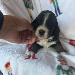 Boy 4 - Tri-color male Bernedoodle puppy in Arabi, Georgia from Huckadoodle Farm