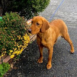 Foxy - Labrador Retriever