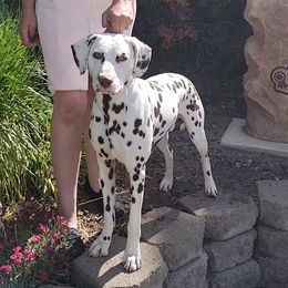 Windsor - Dalmatian