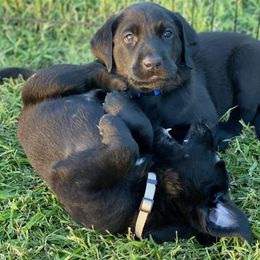 Labrador Retriever Puppies from Fatcity Labradors