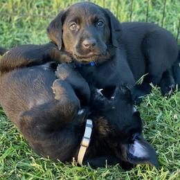 Labrador Retriever Puppies from Fatcity Labradors