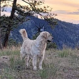 Charlie - Golden Retriever