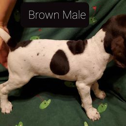 German Shorthaired Pointer Puppies from Cedar Hills GSP