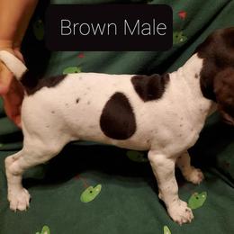 German Shorthaired Pointer Puppies from Cedar Hills GSP