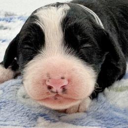 Chaplin - Black and white male Bernedoodle puppy in Claremont, North Carolina from Magnolia Grove Farms