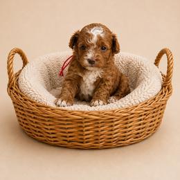 Chocolate Chip - Red female Cavapoo puppy in South Jordan, Utah from Diamond Companions