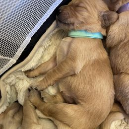 Golden Retriever Puppies from Tradershire Goldens