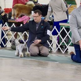 Cesky Terrier All Grown Up from Johnwicki Terriers