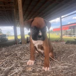 Yellow collar - Fawn male Boxer puppy in Center Hill, Florida from Rogers Farm’s Beloved Boxers