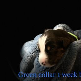 Australian Shepherd Puppies from Sydney’s Sweethearts