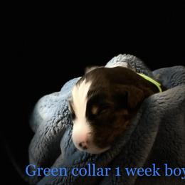 Australian Shepherd Puppies from Sydney’s Sweethearts