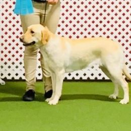 Dakota - Labrador Retriever