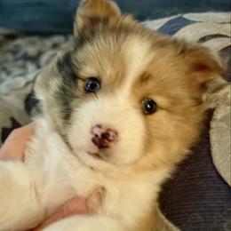 Merle girl - Merle female Pomsky puppy in Magnolia, Texas from Solace Shelties and Pomskies