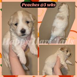Peaches- 1st born - Cream female Havanese puppy in Kansas City, Missouri from Happy Havi Tails