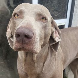 Weimaraners from Arizona AKC Weimaraners