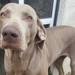 Weimaraners from Arizona AKC Weimaraners