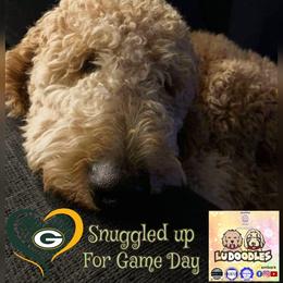 Goldendoodle Puppies from Lu Doodles