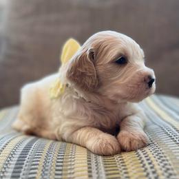 Miss Yellow - Parti female Goldendoodle puppy in Nampa, Idaho from Farmhouse Goldens