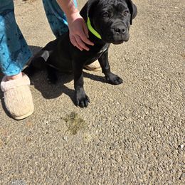 Cane Corso Puppies from Hardradas Dynasty Cane Corso