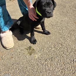 Cane Corso Puppies from Hardradas Dynasty Cane Corso