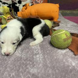 Saldis - Black and white female Border Collie puppy in Aledo, Illinois from Claycreek Ranch