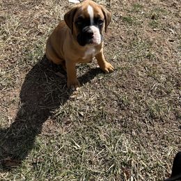 Boxer Puppies from Nala’s Pride