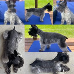 Tye - Miniature Schnauzer