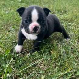 Wednesday - Black and white female Boston Terrier puppy in Fillmore, Illinois from Wind Hill Puppies