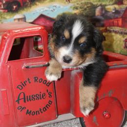 Buck - Black tri male Miniature Australian Shepherd puppy in Ronan, Montana from Dirt Road Aussie’s of Montana