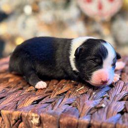 Lyra - Black tri female Miniature American Shepherd puppy in Missouri from 3 Barrels Farms, LLC