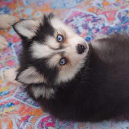 Bliss - Black and white female Pomsky puppy in Mesa, Arizona from Platinum Pomskies