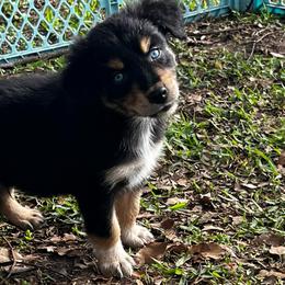 Boy 3 - Black tri-color male Australian Shepherd puppy in Lakeland, Florida from Infinite Aussies