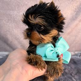 Domino small - Blue and gold male Yorkshire Terrier puppy in San Diego, Temecula, Ontario, California from Yorkie & Maltese Royalty