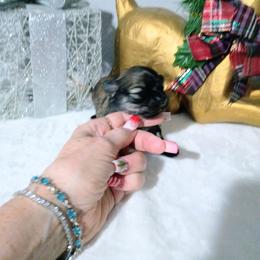 Noel - Black sabled fawn female Chihuahua puppy in Redding, California from Akc ivy league chihuahua .  Com