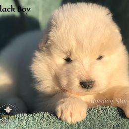 Black Boy - White male Samoyed puppy in Bear Creek, Montana from Morning Star Samoyeds