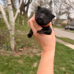 Zinnia - Sable female German Shepherd puppy in Perrysburg, Ohio from Fancy GSDs
