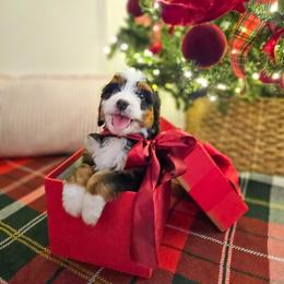 Cookie - Tri-color female Bernedoodle puppy in Russell Springs, Kentucky from 270 Doodles