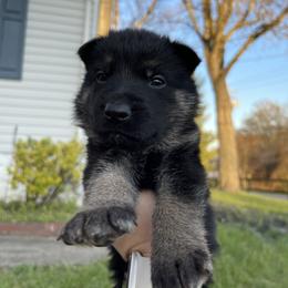 Belgian Malinois and German Shepherd Puppies from Abenteurer German Shepherds & Belgian Malinois
