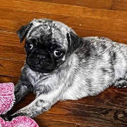Pugs from Oakcreek Farm