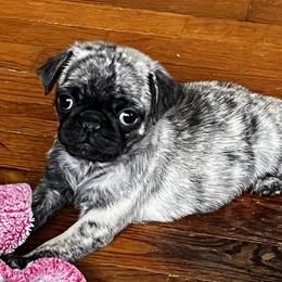 Pugs from Oakcreek Farm