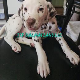 Green - White and liver brown male Dalmatian puppy in Conrath, Wisconsin from JSF Dalmatians LLC