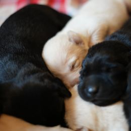 Labrador Retriever Puppies from Peach's Pup Palace