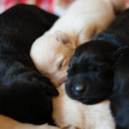 Labrador Retriever Puppies from Peach's Pup Palace