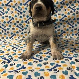Boy 3 - Blue ticked and tan male Bluetick Coonhound puppy in Mount Pleasant, Texas from Harmons Hounds